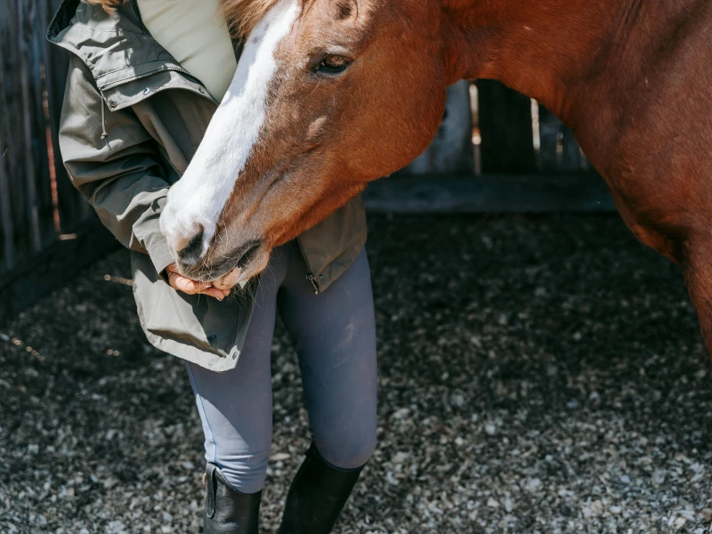 Eine Person kümmert sich um ein Pferd