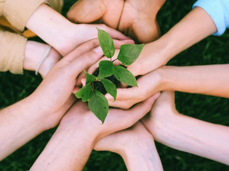 Viele Hände halten zusammen einen Setzling